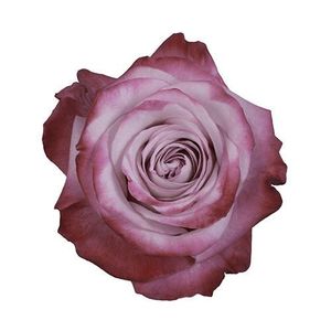 ROSE PINK FARFALLA 50